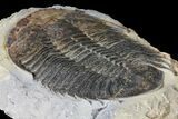 Homalonotid (Iberocoryphe?) Trilobite - Very Rare! #125123-5